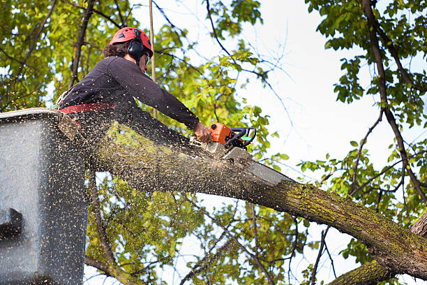 How Our Tree Care Process Works  in  Coldwater, MS